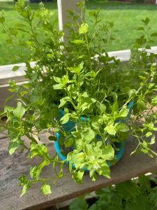 chickweed in a pot on a shelf in greenhouse
