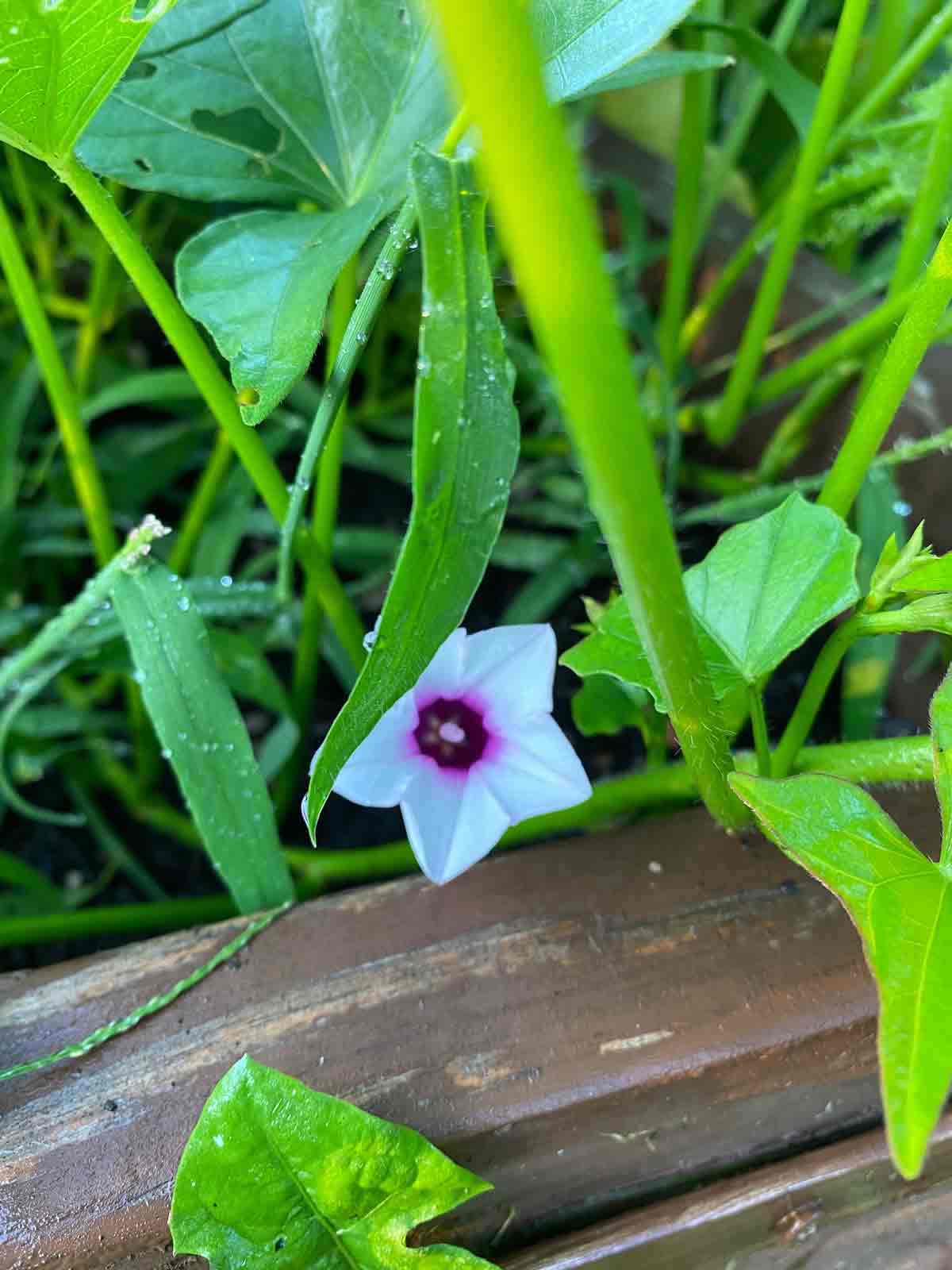 How to Grow Sweet Potatoes Life In The Green.House