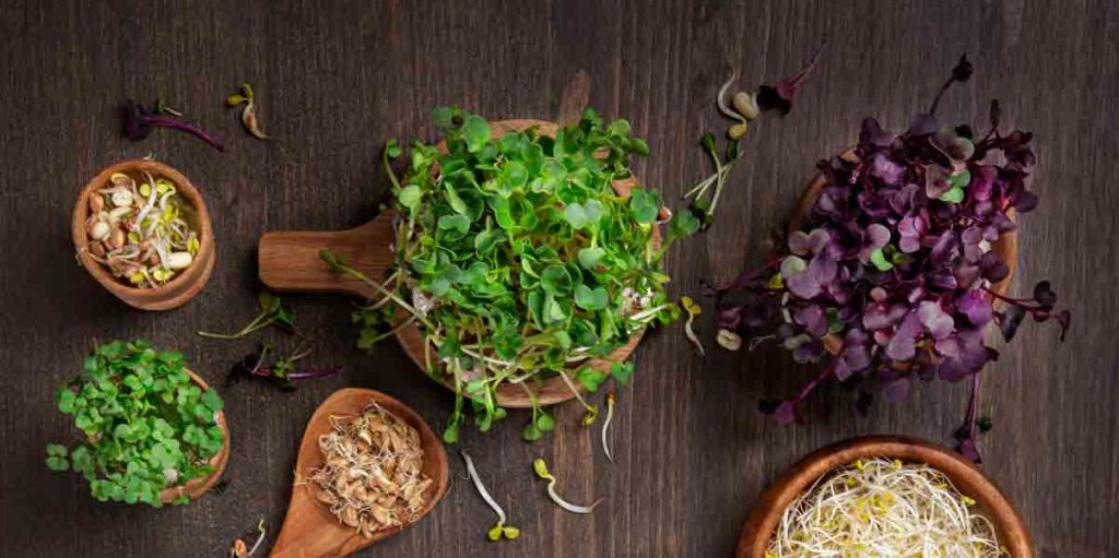 variety of sprouts and greens