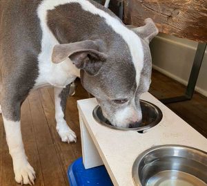 Lotus eating homemade food out of stainless steel dish