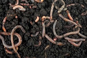 earthworm in the dirt