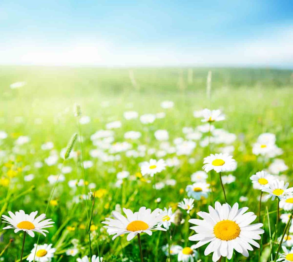 daisies in a field