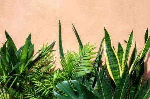 snake plant palm and other greenery