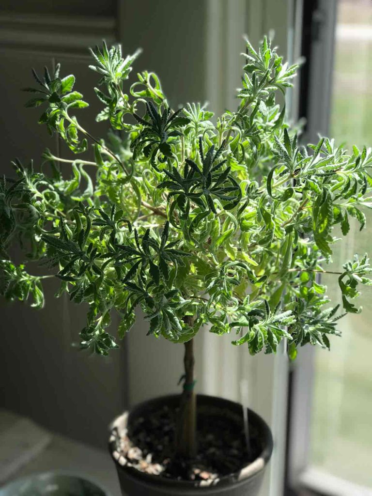 Goodwin Creek lavender in a pot by the window