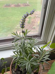 Goodwin Creek Lavendar by the window with blooms