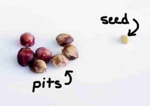 pits and seeds with arrows