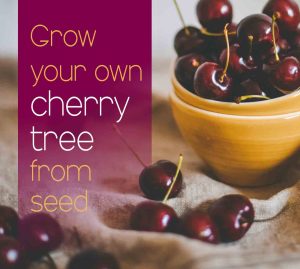 grow your own cherry tree from seed photo