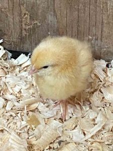 buff orpington as a baby chick