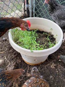 black australorp chicken pot