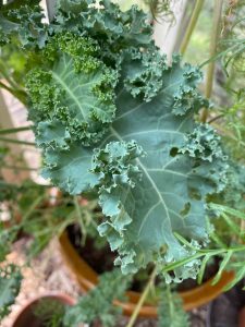 green kale in greenhouse