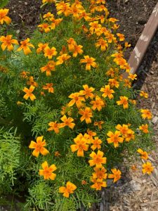 orange marigolds bunch