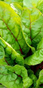 green chard with red stem