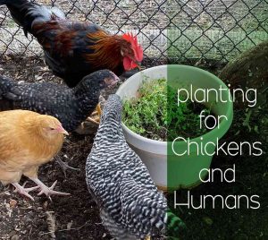 5 varieties of chickens eating microgreens