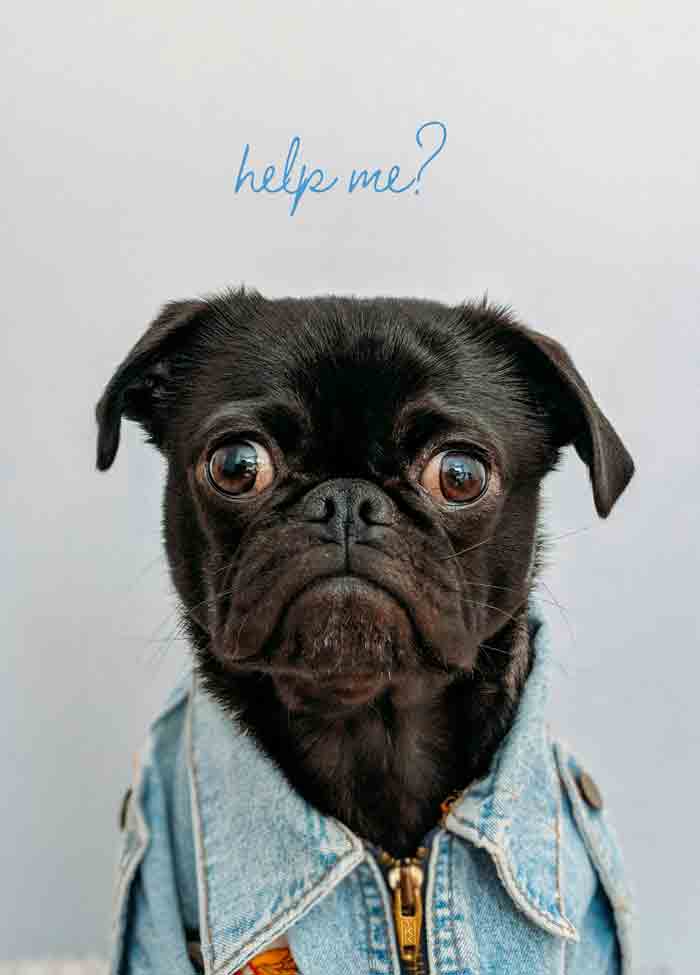 help me boston terrier