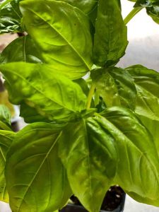 basil leaves