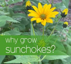 sunchoke flower with title