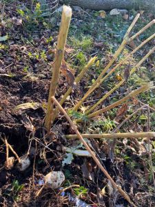 brown foliage on the base of sunchokes